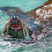 ANIMAL PHOTO3