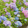 紫陽花色々