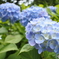 紫陽花園にて