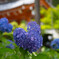 紫陽花