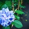 紫陽花
