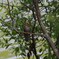 鳥さんの名前がわからない…