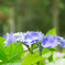 紫陽花２