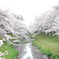 桜並木