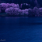 桜囁く湖畔の朝