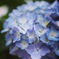 道端に咲いてた紫陽花。