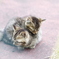 子猫