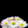 Bellis perennis