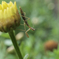 子カマキリ