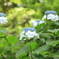 紫陽花2016-1