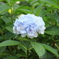 紫陽花2016-2