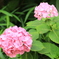 紫陽花2016-6