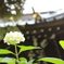 紫陽花2016-7