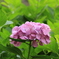 紫陽花2016-8