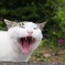 ふわ～