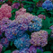紫陽花