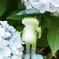ケロちゃんシリーズ