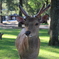 奈良公園での出会い
