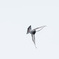 突風に煽られる鳩２