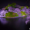“夜桜”