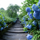 青の花道