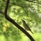 野鳥①