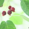 Juneberry