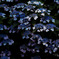 紫陽花1