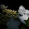紫陽花-２