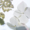 紫陽花-３