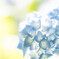 紫陽花-４