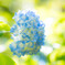 紫陽花-６