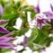 Clematis