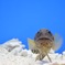 お魚