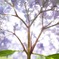 紫陽花を裏から