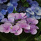 今年の紫陽花①