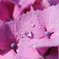 紫陽花の上の朝露