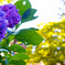 紫陽花