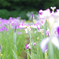 花菖蒲　ー　優しさ　ー