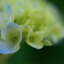 紫陽花＊日記