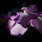 菖蒲-２