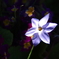 紫の野花