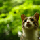 ねこ　その１１６