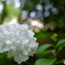 紫陽花1