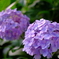 紫陽花2