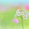 fairy waltz 