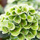 紫陽花（Green）