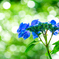 明月院・紫陽花 VI