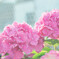 紫陽花に差す光
