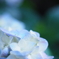紫陽花